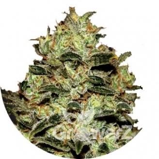 Moby Dick Fem.